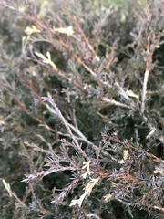 Diaporthe juniperivora