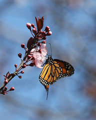 Danaus plexippus