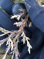 Diaporthe juniperivora