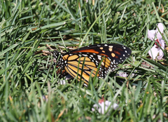 Danaus plexippus