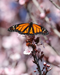 Danaus plexippus