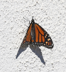 Danaus plexippus