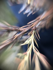 Diaporthe juniperivora