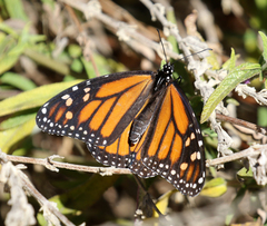 Danaus plexippus