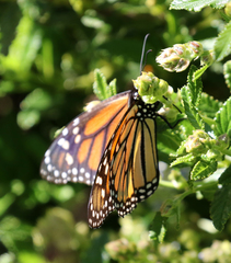 Danaus plexippus