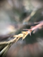 Diaporthe juniperivora