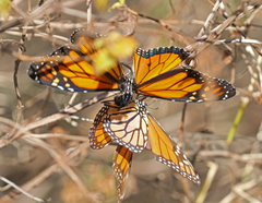 Danaus plexippus