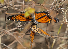 Danaus plexippus