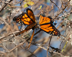 Danaus plexippus