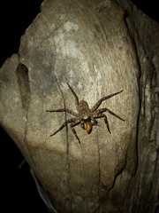 Selenops mexicanus