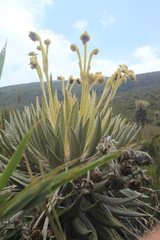 Espeletia murilloi