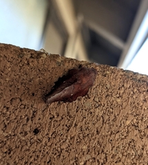 Phyllodesma occidentis