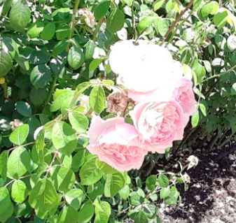 Rosa de Castilla (Híbrido Rosa centifolia) · iNaturalist Ecuador
