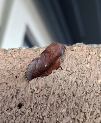 Phyllodesma occidentis