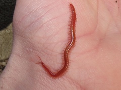 Strigamia bothriopus