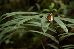 Adoliadini
