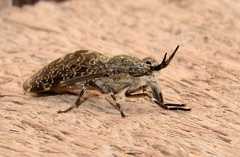 Haematopota