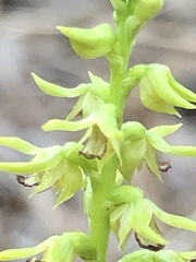 Genoplesium ciliatum
