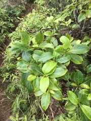 Bobea elatior