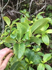 Bobea elatior