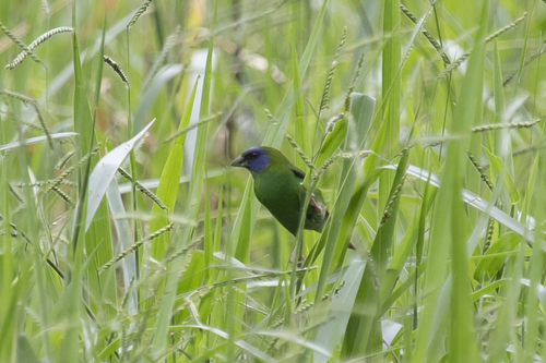 Blue-faced Parrotfinch (Erythrura trichroa), photo 4