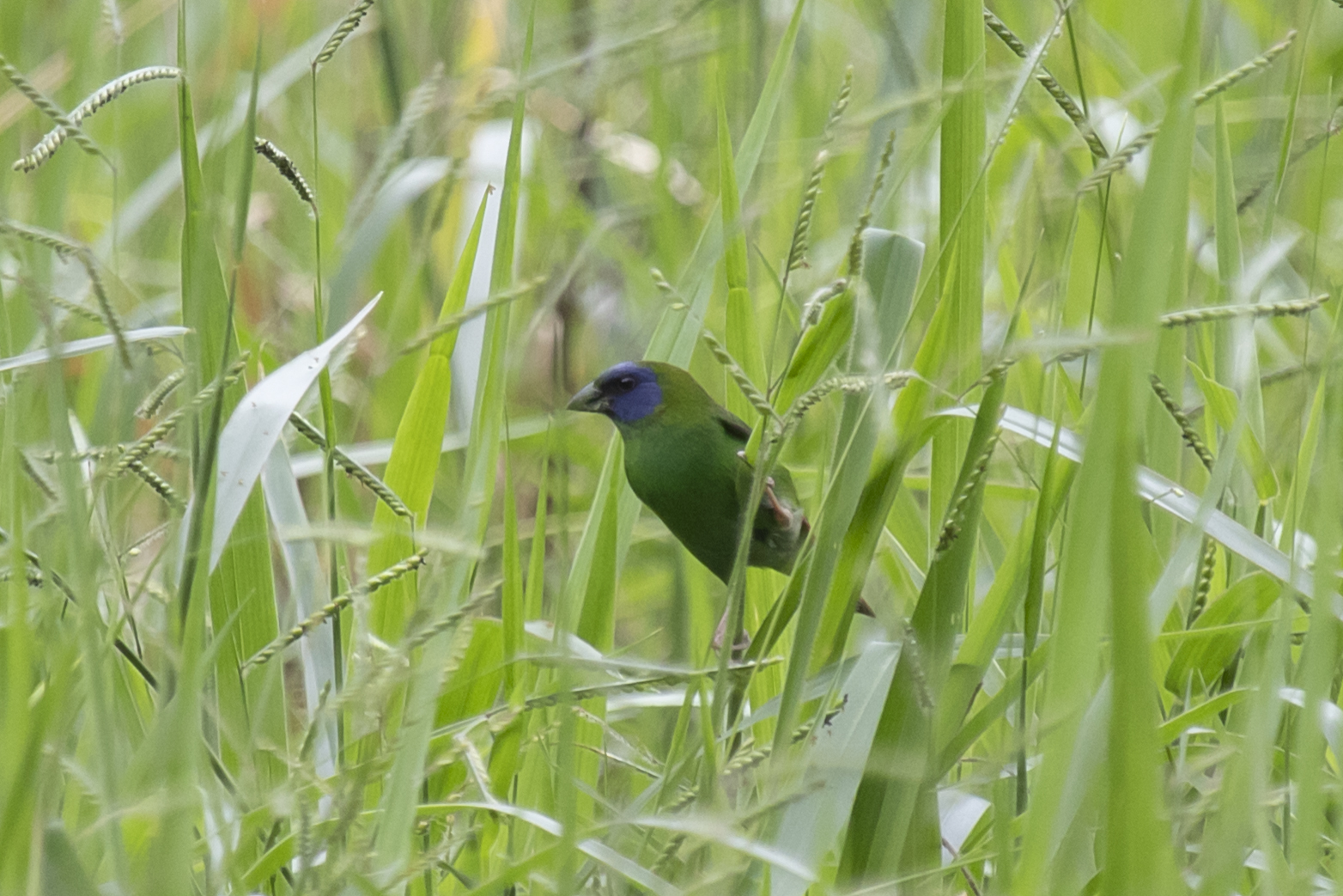 Blue-faced Parrotfinch (Erythrura trichroa), photo 2
