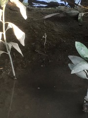 Periophthalmus modestus