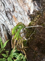 Psilotum complanatum