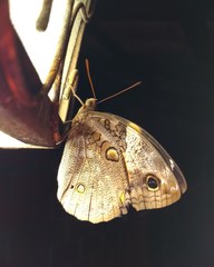 Opsiphanes invirae