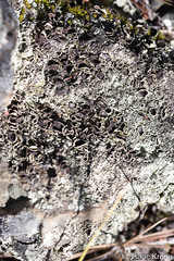 Physconia americana