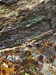 Neoantrodia serialis image