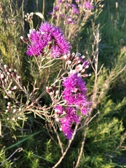 Vernonanthura nudiflora