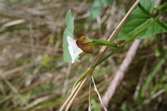 Calystegia marginata