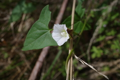 Calystegia marginata