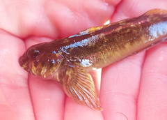 Blennodon dorsalis