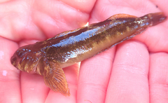 Blennodon dorsalis
