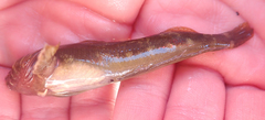 Blennodon dorsalis