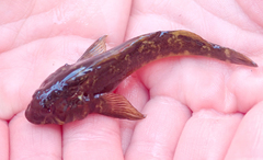 Blennodon dorsalis