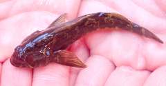 Blennodon dorsalis