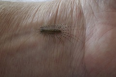 Allothereua maculata