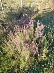 Vernonanthura nudiflora