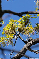 Leiothlypis celata lutescens