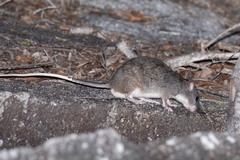 Uromys caudimaculatus