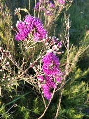 Vernonanthura nudiflora
