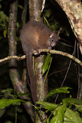 Hemibelideus lemuroides