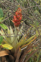 Tillandsia turneri
