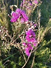 Vernonanthura nudiflora