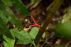 Pinanga