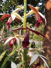 Phaius