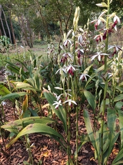 Phaius